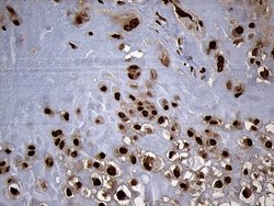 Invitrogen SPANXB1 Monoclonal Antibody (OTI6G2) 100 &mu;L; Unconjugated:Antibodies,