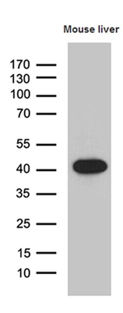 Invitrogen LIMS2 Monoclonal Antibody (OTI5H8) 100 &mu;L; Unconjugated:Antibodies,
