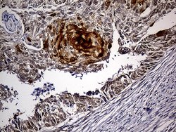 Invitrogen PPP2R1B Monoclonal Antibody (OTI8B6) 100 &mu;L; Unconjugated:Antibodies,