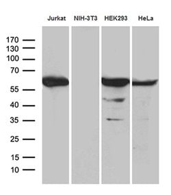 Invitrogen PPP2R1B Monoclonal Antibody (OTI8B6) 100 &mu;L; Unconjugated:Antibodies,