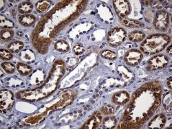 Invitrogen FAM54A Monoclonal Antibody (OTI1A7) 100 &mu;L; Unconjugated:Antibodies,