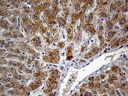 Invitrogen FAM54A Monoclonal Antibody (OTI1A7) 100 &mu;L; Unconjugated:Antibodies,