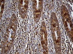Invitrogen FAM54A Monoclonal Antibody (OTI1A7) 100 &mu;L; Unconjugated:Antibodies,