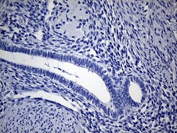 Invitrogen VAX1 Monoclonal Antibody (OTI4E5) 100 &mu;L; Unconjugated:Antibodies,