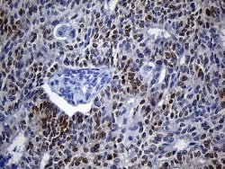 Invitrogen VAX1 Monoclonal Antibody (OTI4E5) 100 &mu;L; Unconjugated:Antibodies,