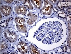 Invitrogen FHIT Monoclonal Antibody (OTI1D7) 100 &mu;L; Unconjugated:Antibodies,