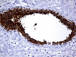 Invitrogen TFF3 Monoclonal Antibody (OTI5B2) 100 &mu;L; Unconjugated:Antibodies,