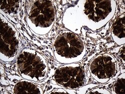 Invitrogen TFF3 Monoclonal Antibody (OTI5B2) 100 &mu;L; Unconjugated:Antibodies,