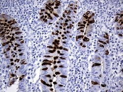 Invitrogen TFF3 Monoclonal Antibody (OTI5B2) 100 &mu;L; Unconjugated:Antibodies,