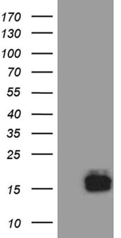 Invitrogen TFF3 Monoclonal Antibody (OTI5B2) 100 &mu;L; Unconjugated:Antibodies,