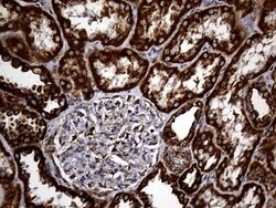 Invitrogen UQCRFS1 Monoclonal Antibody (OTI4H8) 100 &mu;L | Buy Online | Invitrogen&trade; | Fisher Scientific