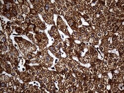 Invitrogen UQCRFS1 Monoclonal Antibody (OTI4H8) 100 &mu;L | Buy Online | Invitrogen&trade; | Fisher Scientific