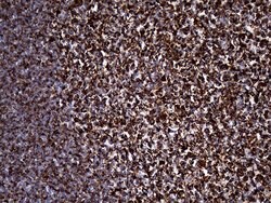 Invitrogen UQCRFS1 Monoclonal Antibody (OTI4H8) 100 &mu;L | Buy Online | Invitrogen&trade; | Fisher Scientific