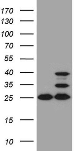 Invitrogen UQCRFS1 Monoclonal Antibody (OTI4H8) 100 &mu;L | Buy Online | Invitrogen&trade; | Fisher Scientific