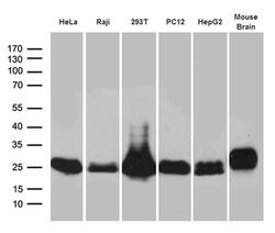 Invitrogen UQCRFS1 Monoclonal Antibody (OTI4H8) 100 &mu;L | Buy Online | Invitrogen&trade; | Fisher Scientific