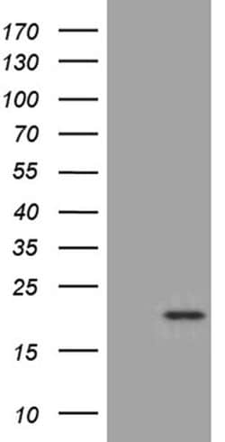 Invitrogen SEC11A Monoclonal Antibody (OTI1A12) 100 &mu;L; Unconjugated:Antibodies,