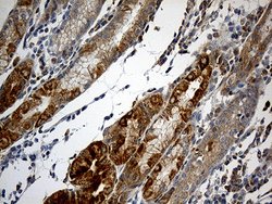 NDUFA2 Monoclonal Antibody (OTI5A5):Antibodies, Monoclonal