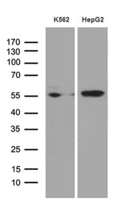 Invitrogen Staufen Monoclonal Antibody (OTI5F6) 100 μL; Unconjugated:Antibodies,