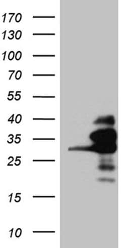 Invitrogen RANBP1 Monoclonal Antibody (OTI8E1) 100 &mu;L; Unconjugated:Antibodies,