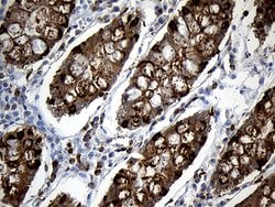Invitrogen SH3BP1 Monoclonal Antibody (OTI1C9) 100 &mu;L; Unconjugated:Antibodies,
