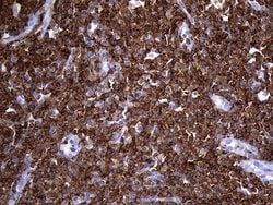 Invitrogen SH3BP1 Monoclonal Antibody (OTI1C9) 100 &mu;L; Unconjugated:Antibodies,