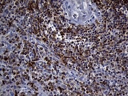 Invitrogen SH3BP1 Monoclonal Antibody (OTI1C9) 100 &mu;L; Unconjugated:Antibodies,