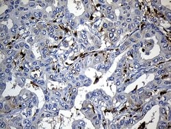 Invitrogen SH3BP1 Monoclonal Antibody (OTI1C9) 100 &mu;L; Unconjugated:Antibodies,