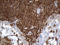 Invitrogen SH3BP1 Monoclonal Antibody (OTI1C9) 100 &mu;L; Unconjugated:Antibodies,