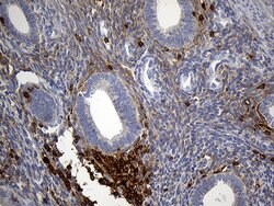 Invitrogen SH3BP1 Monoclonal Antibody (OTI1C9) 100 &mu;L; Unconjugated:Antibodies,