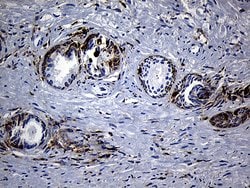 Invitrogen SH3BP1 Monoclonal Antibody (OTI1C9) 100 &mu;L; Unconjugated:Antibodies,