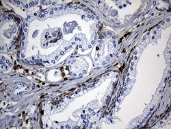 Invitrogen SH3BP1 Monoclonal Antibody (OTI1C9) 100 &mu;L; Unconjugated:Antibodies,