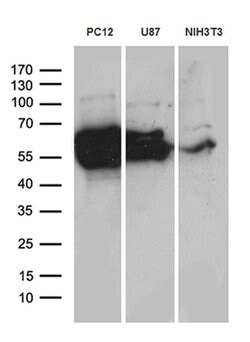 Invitrogen CRMP2 Monoclonal Antibody (OTI5D7) 100 &mu;L; Unconjugated:Antibodies,