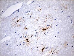 Invitrogen GPR17 Monoclonal Antibody (OTI17C1) 100 &mu;L; Unconjugated:Antibodies,