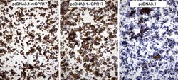 Invitrogen GPR17 Monoclonal Antibody (OTI17C1) 100 &mu;L; Unconjugated:Antibodies,