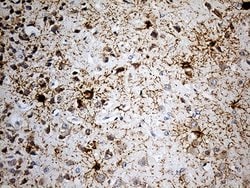 Invitrogen GPR17 Monoclonal Antibody (OTI17C1) 100 &mu;L; Unconjugated:Antibodies,