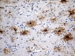 Invitrogen GPR17 Monoclonal Antibody (OTI17C1) 100 &mu;L; Unconjugated:Antibodies,