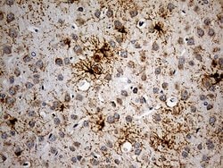 Invitrogen GPR17 Monoclonal Antibody (OTI17C1) 100 &mu;L; Unconjugated:Antibodies,