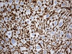 Invitrogen IFITM2 Monoclonal Antibody (OTI2B3) 100 &mu;L; Unconjugated:Antibodies,