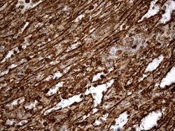Invitrogen IFITM2 Monoclonal Antibody (OTI2B3) 100 &mu;L; Unconjugated:Antibodies,