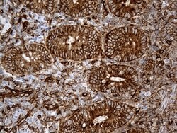 Invitrogen IFITM2 Monoclonal Antibody (OTI2B3) 100 &mu;L; Unconjugated:Antibodies,