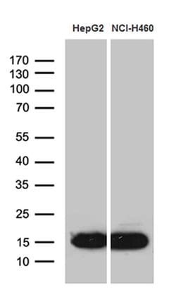 Invitrogen IFITM2 Monoclonal Antibody (OTI2B3) 100 &mu;L; Unconjugated:Antibodies,