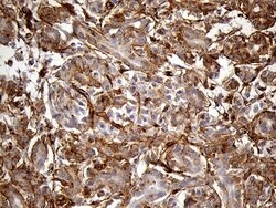 Invitrogen IFITM2 Monoclonal Antibody (OTI3B1) 100 &mu;L | Buy Online | Invitrogen&trade; | Fisher Scientific