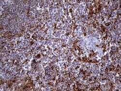 Invitrogen IFITM2 Monoclonal Antibody (OTI3B1) 100 &mu;L | Buy Online | Invitrogen&trade; | Fisher Scientific