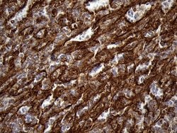 Invitrogen IFITM2 Monoclonal Antibody (OTI3B1) 100 &mu;L | Buy Online | Invitrogen&trade; | Fisher Scientific