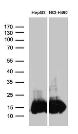Invitrogen IFITM2 Monoclonal Antibody (OTI3B1) 100 &mu;L | Buy Online | Invitrogen&trade; | Fisher Scientific