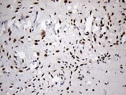 Invitrogen DLX1 Monoclonal Antibody (OTI1E6) 100 &mu;L; Unconjugated:Antibodies,