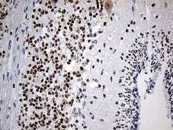 Invitrogen DLX1 Monoclonal Antibody (OTI1E6) 100 &mu;L; Unconjugated:Antibodies,