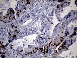 Invitrogen RACGAP1 Monoclonal Antibody (OTI3A5) 100 μL; Unconjugated:Antibodies,