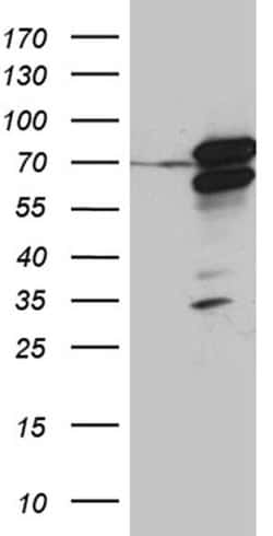 Invitrogen RACGAP1 Monoclonal Antibody (OTI4C5) 100 &mu;L | Buy Online | Invitrogen&trade; | Fisher Scientific