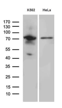 Invitrogen RACGAP1 Monoclonal Antibody (OTI4C5) 100 &mu;L | Buy Online | Invitrogen&trade; | Fisher Scientific